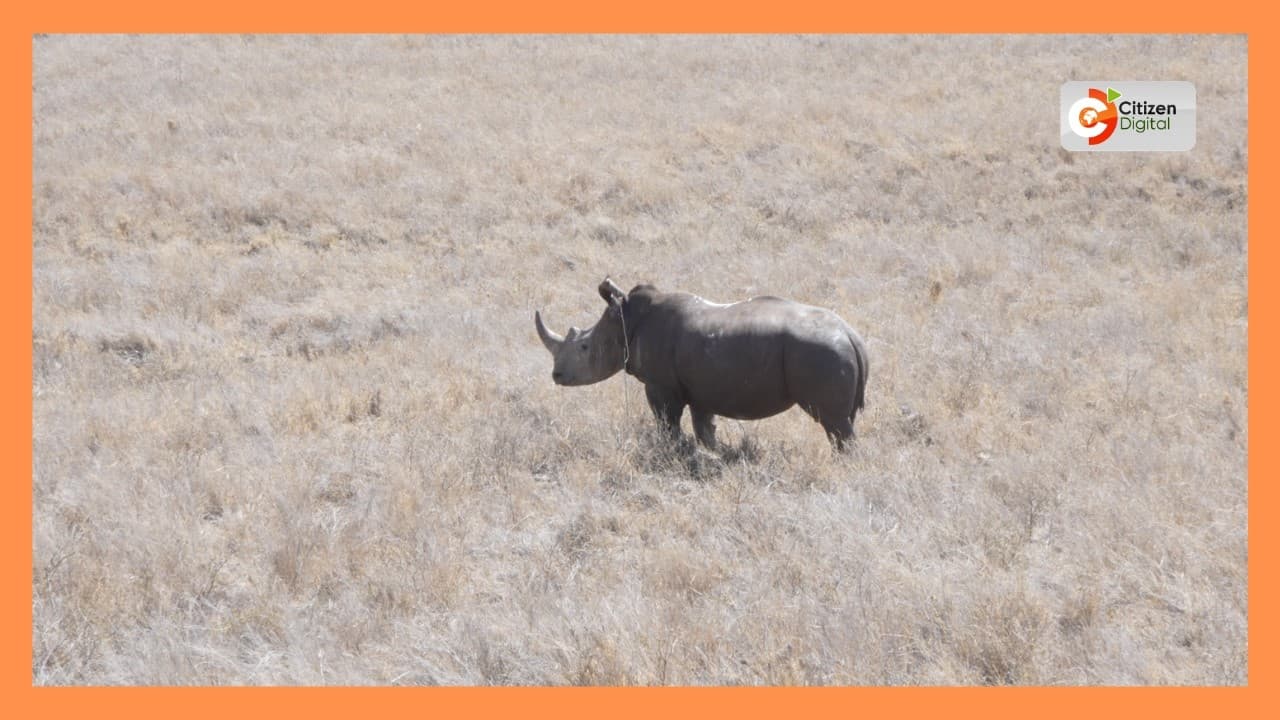 KWS conducts annual rhino ear-notching exercise at Lewa and Borana conservancies