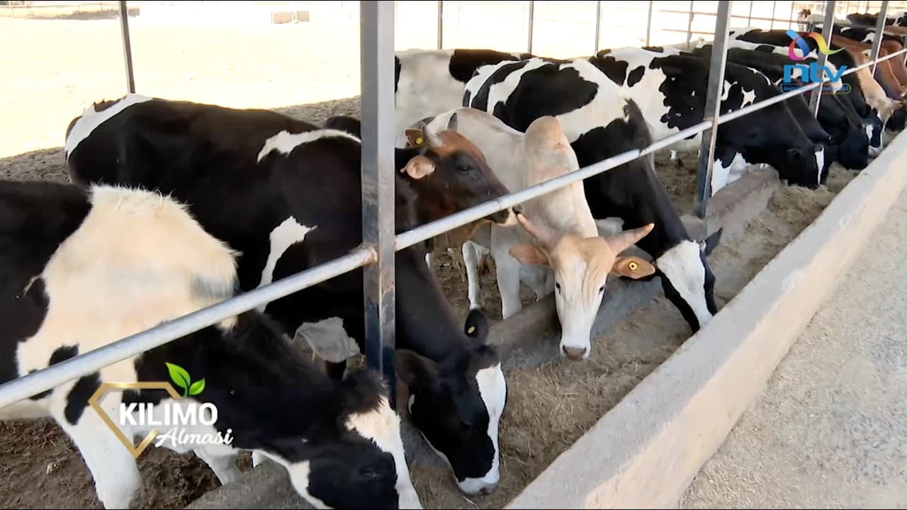 KILIMO ALMASI | How feedlot enhances Ongole beef quality