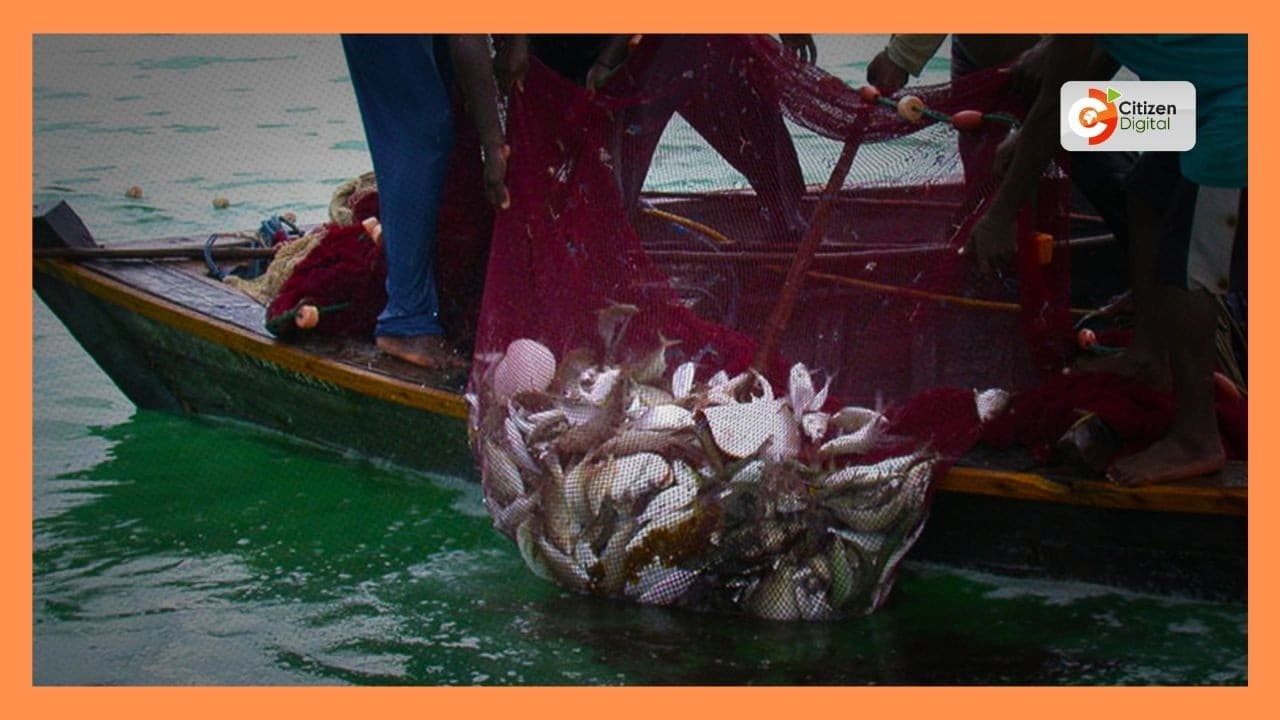 Majangili Waacha Uwindaji Haramu na Kugeukia Ufugaji wa Samaki