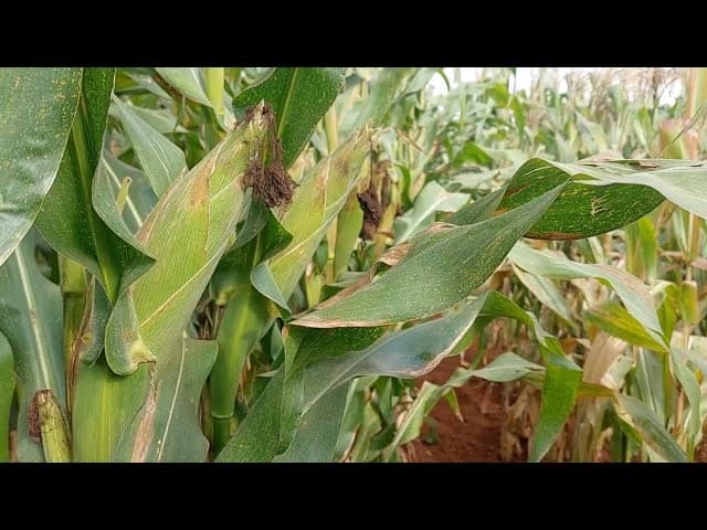 Seed production technology for Africa