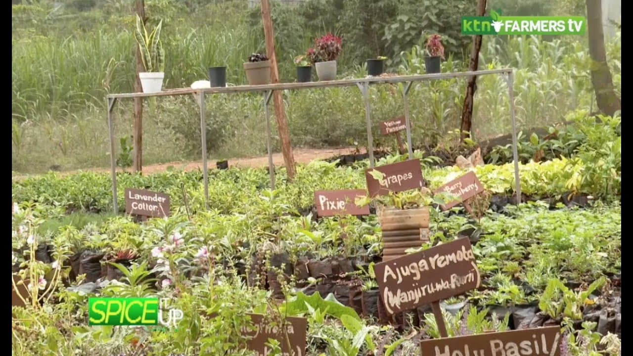Propagating seedlings for Herbs and spices - Spice it Up