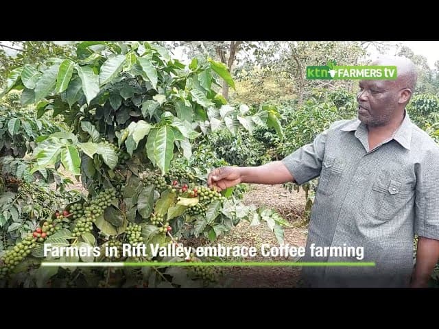 Farmers in Rift Valley embrace Coffee farming