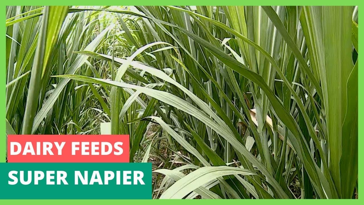 Types of Dairy feeds and the Super Naipier Grass