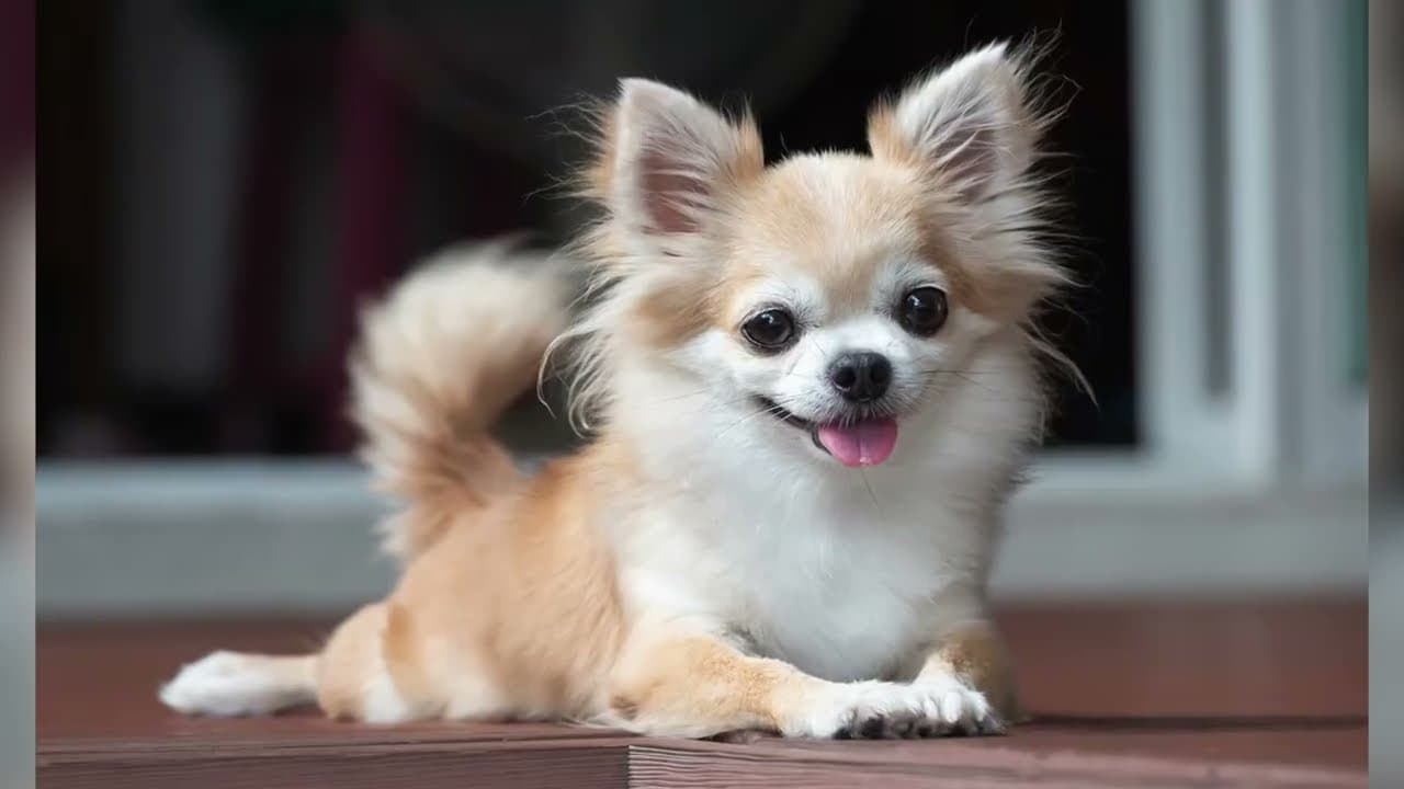 How I Make Money Raising Dogs: Inside My Dog Farming Business!