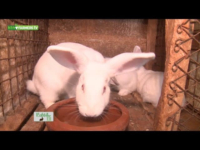 How to do Rabbit farming and make it profitable - Rabbit 101