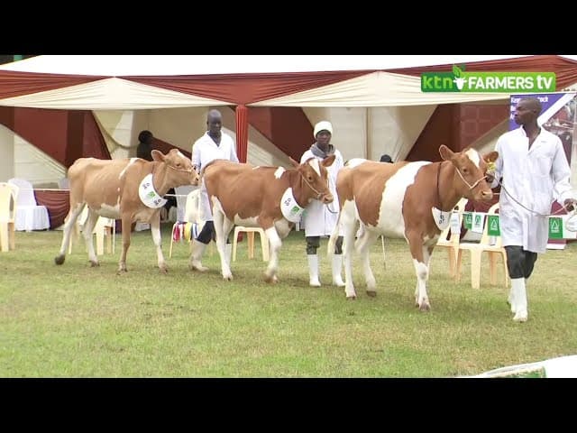 Kabarak Guernsey wins top prize at the breeders show
