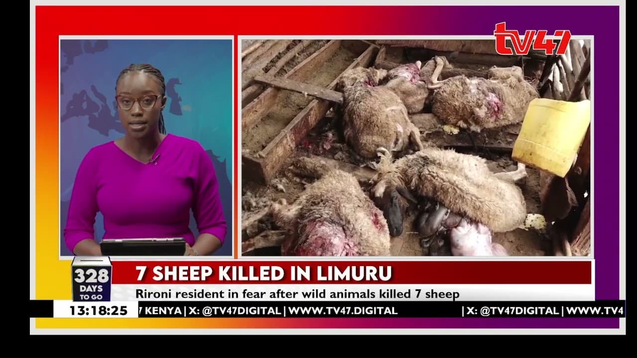 Wild animal kills 7 sheep, injures 3 in Limuru as residents fear more attacks