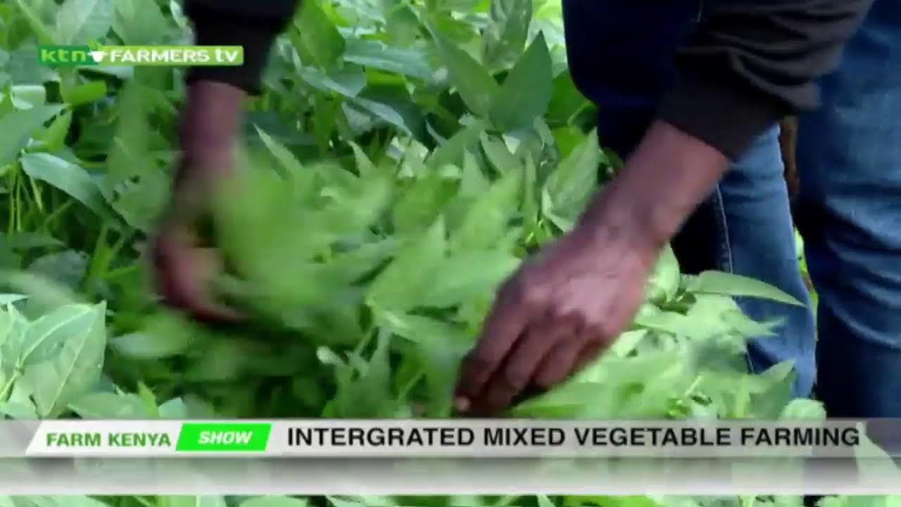 KTN Farmers TV Live stream