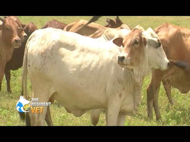 East Coast Fever a killer disease of cattle is now vaccine preventable