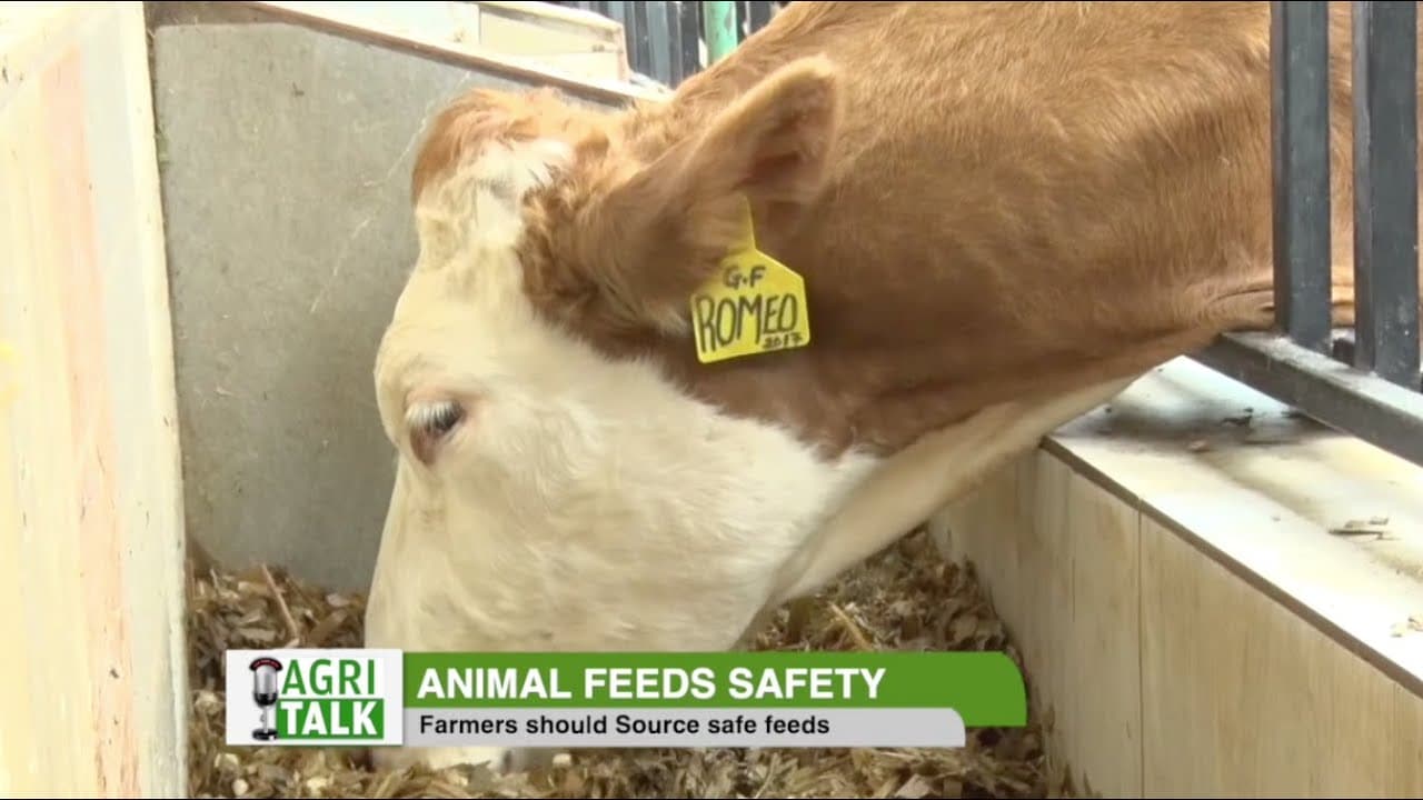 Quality feeds boosts animal production - Agri Talk |part 1|