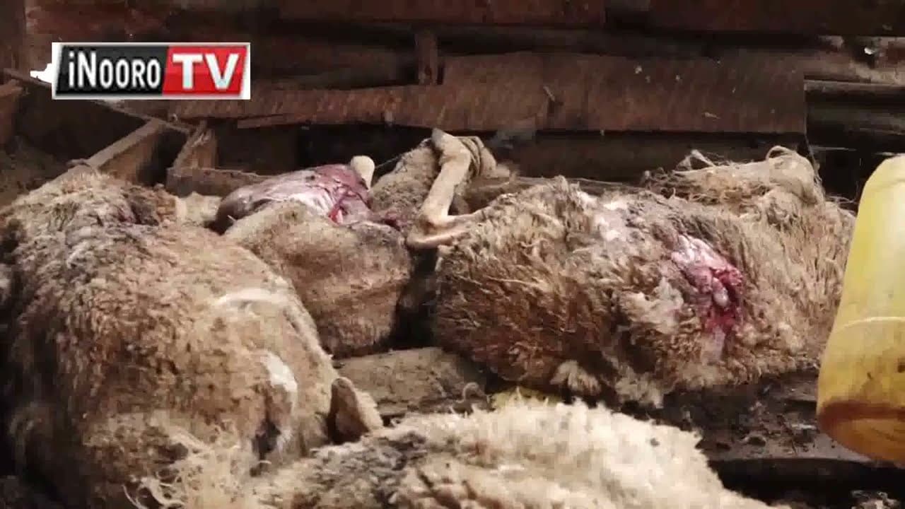 Ng'ondu 7 kũragwo nĩ nyamũ ĩrĩa ĩtarĩ ĩrakũrĩkana