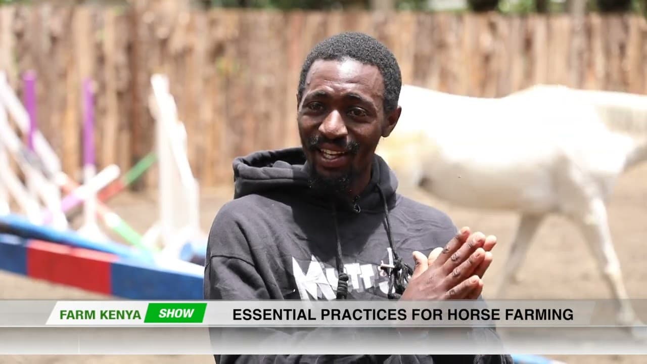 Essential Practices for Horse Farming | Farm Kenya