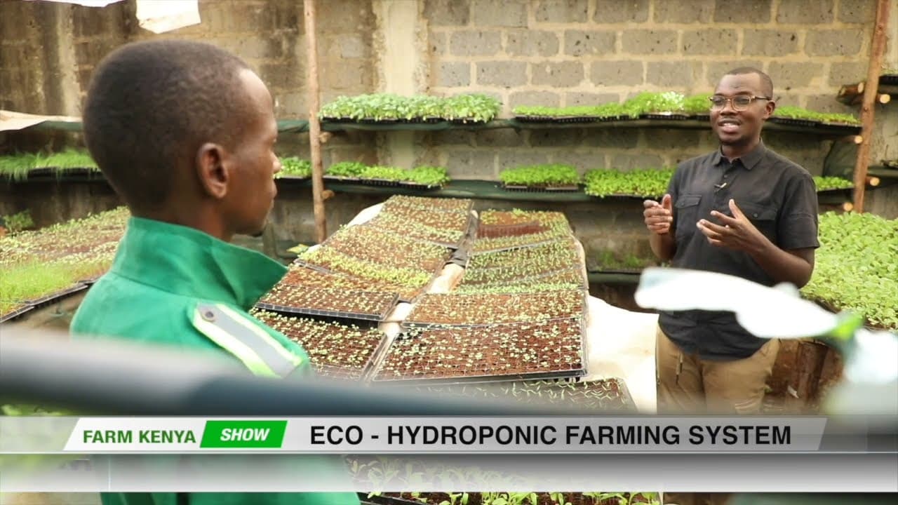 Hydroponics EXPLAINED: Farming Without Soil