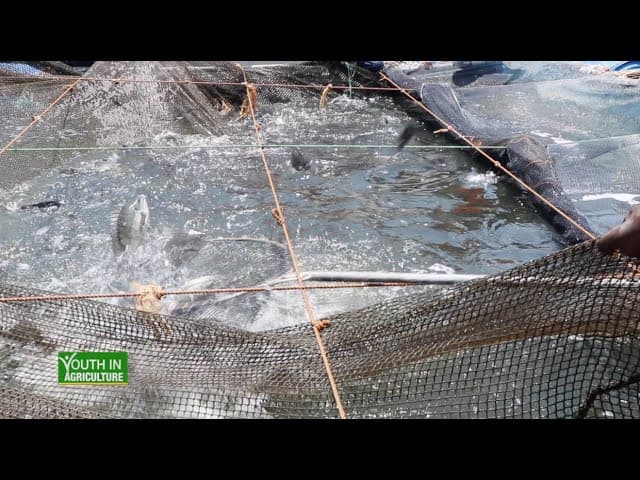 Kakamega youth earning a fortune from fingerlings production |part 2|