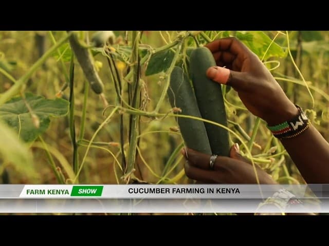 PROFITABLE CUCUMBER FARMING IN KENYA