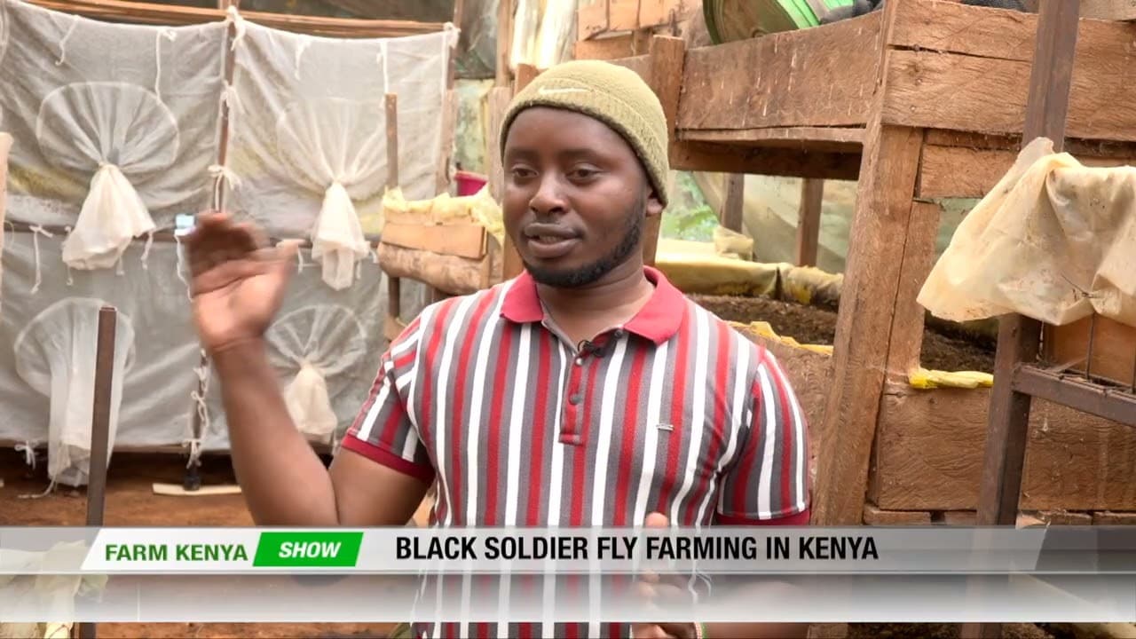How to make Money from Black Soldier Fly Farming in Kenya