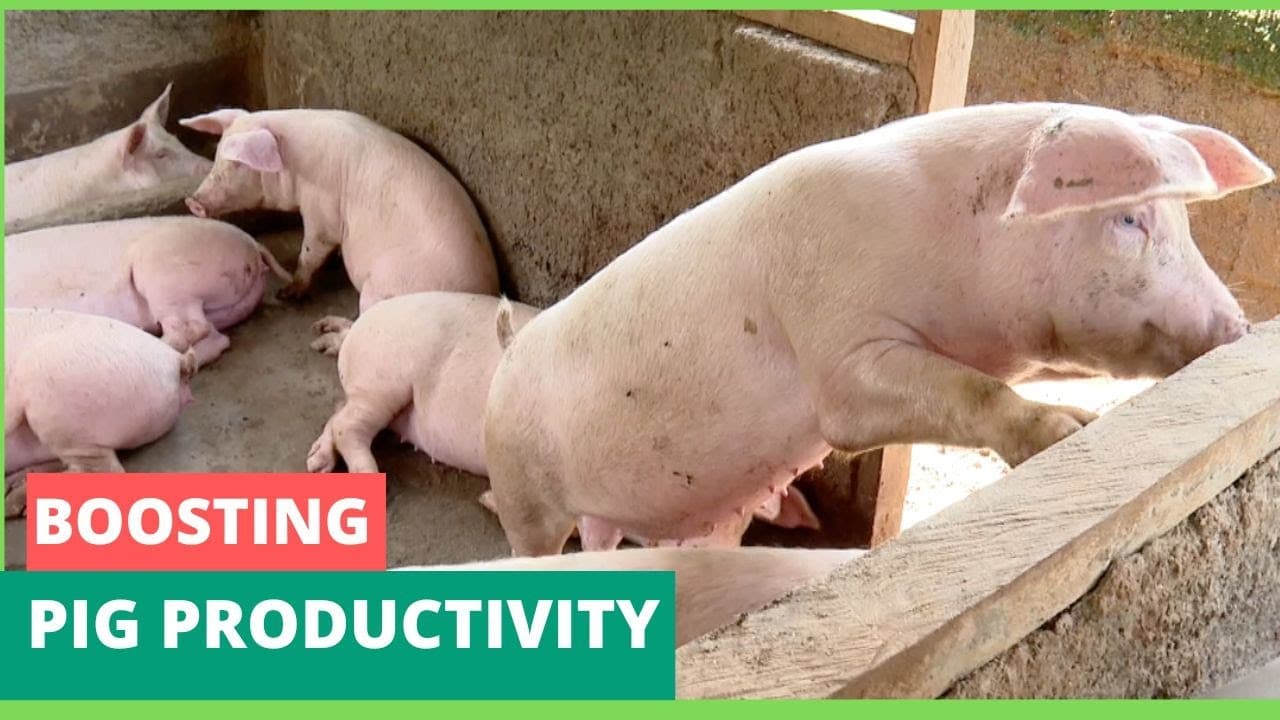 Pig Farming - How to achieve weight in good time