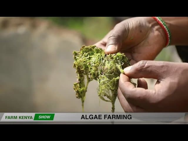 Algae farming and how to use it in your farm - FarmKenya
