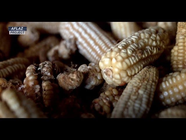 Using technology to beat aflatoxin - AFLAZ