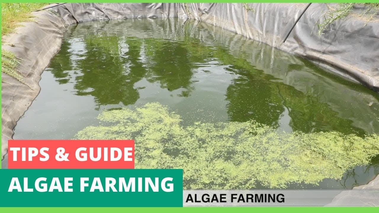 A step by step guide to Algae farming - FarmKenya