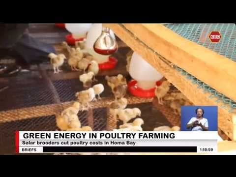 Solar-powered brooders cut poultry farming costs in Homa Bay