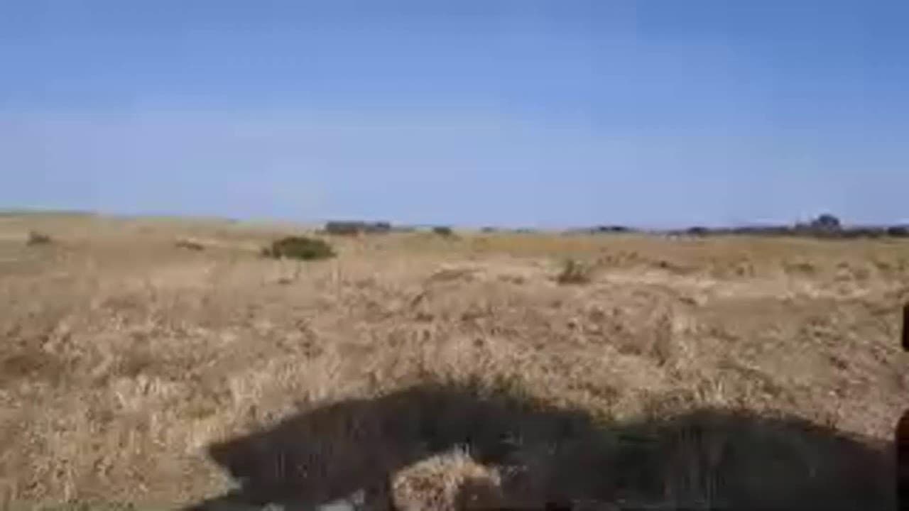 IKO NINI LIVE MASAI MARA