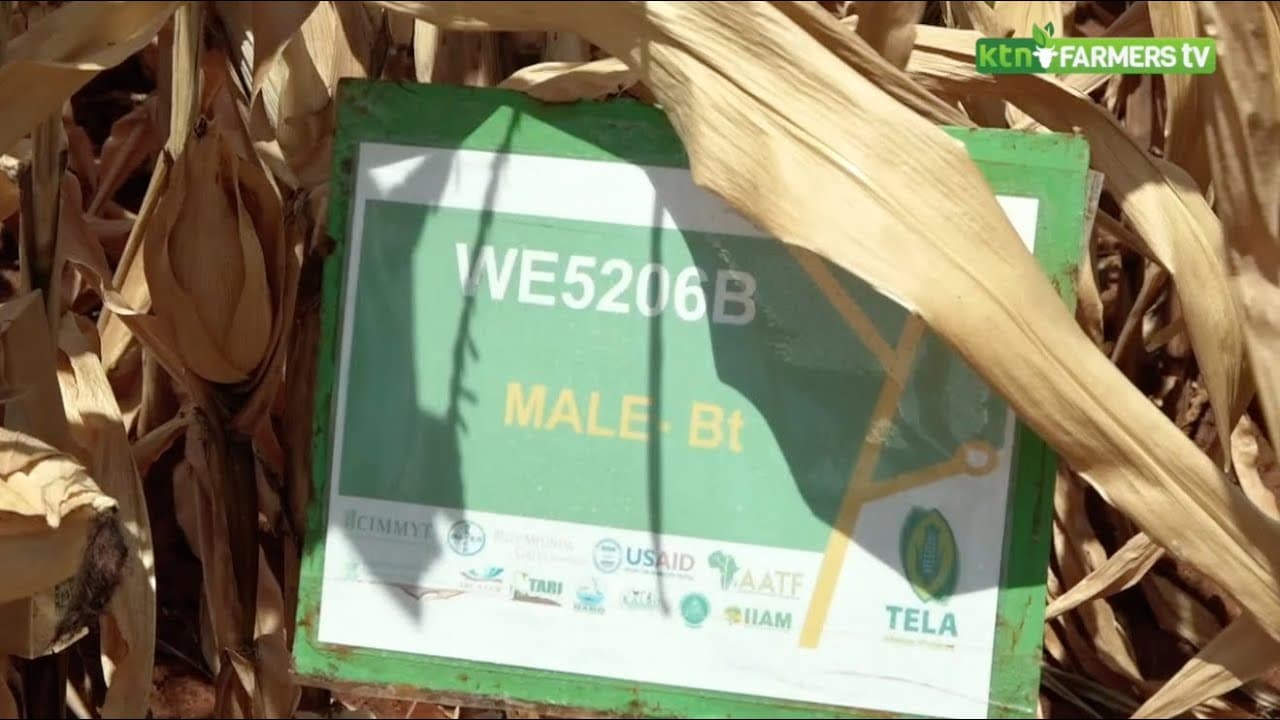 BT Maize (GMO) Approved for national performance trials