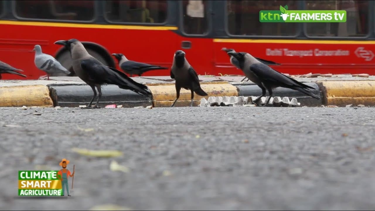 The Indian house crow: a danger to birds in Kenya - Part 2