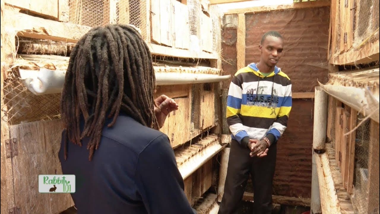 Visually impaired but self-dependant in managing his Rabbit farm - Rabbit 101