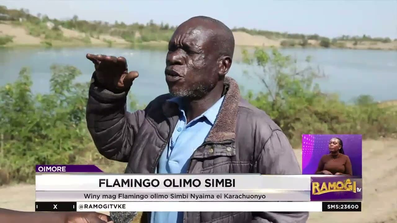 Flamingo olimo Simbi, kata kamano, jolimbe ywak ni tend Homabay kaonti ojwang'o kar limbe