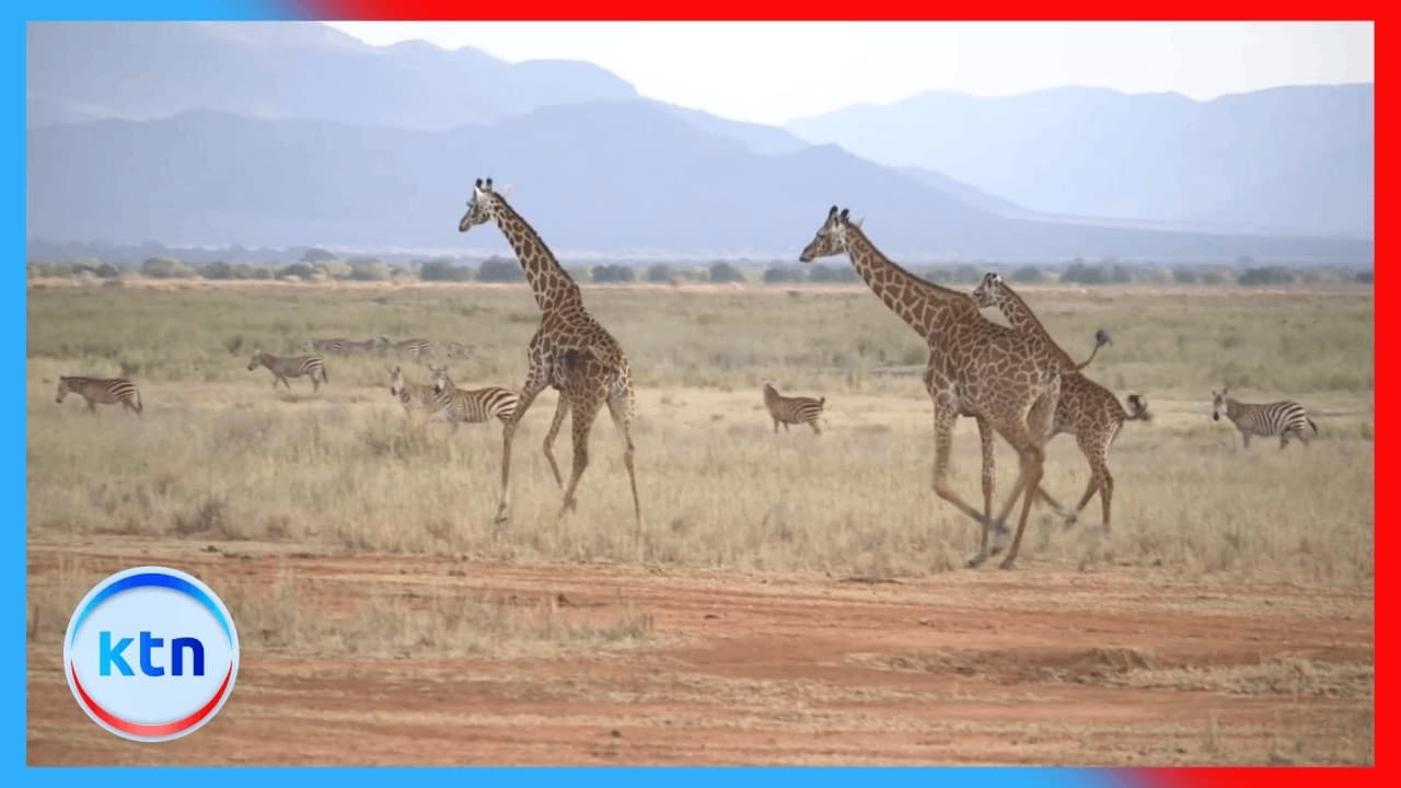 Kenya to Establish National Wildlife Data System for Planning and Policy