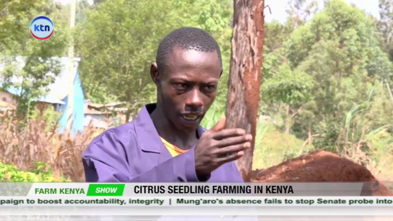 Secret to Getting Maximum Yields From Citrus Seedling Farming in Kenya