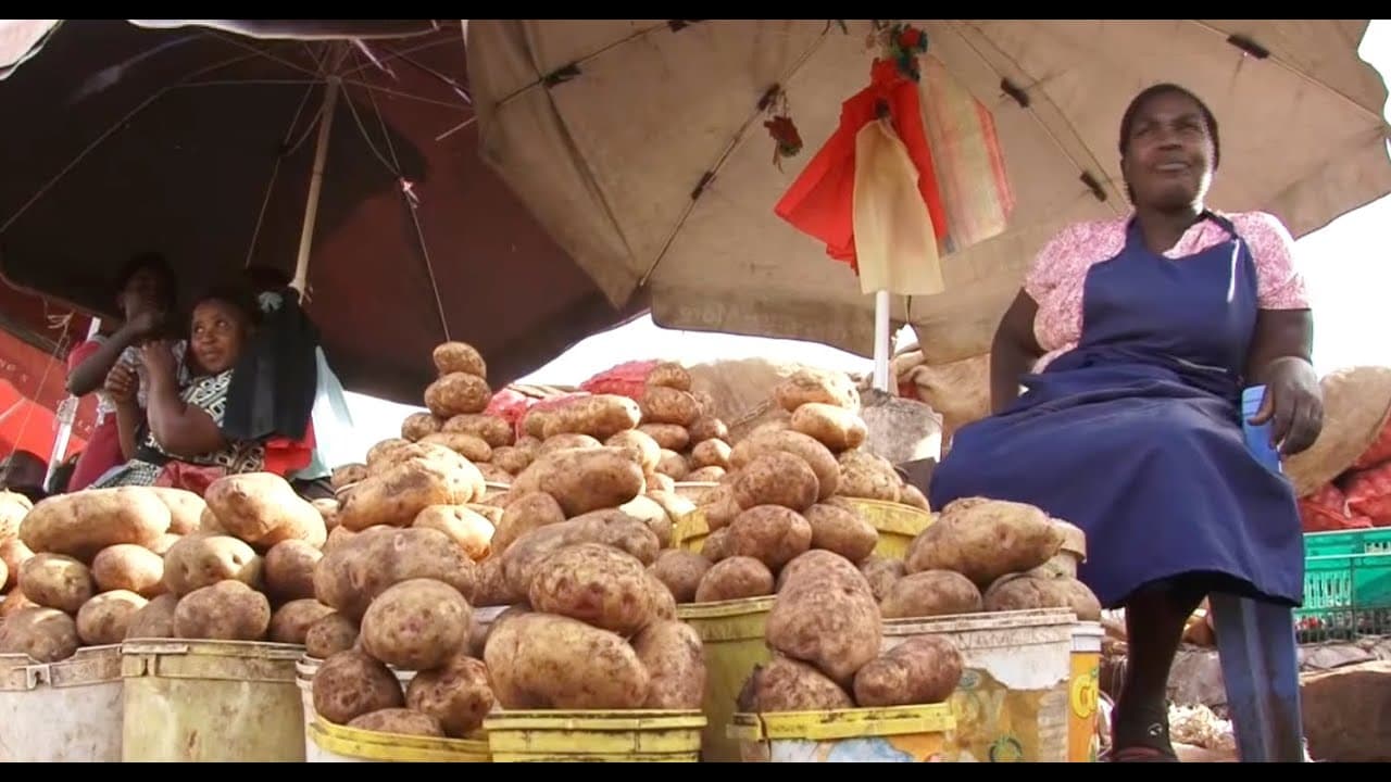 Kenya sustainable potato production initiative