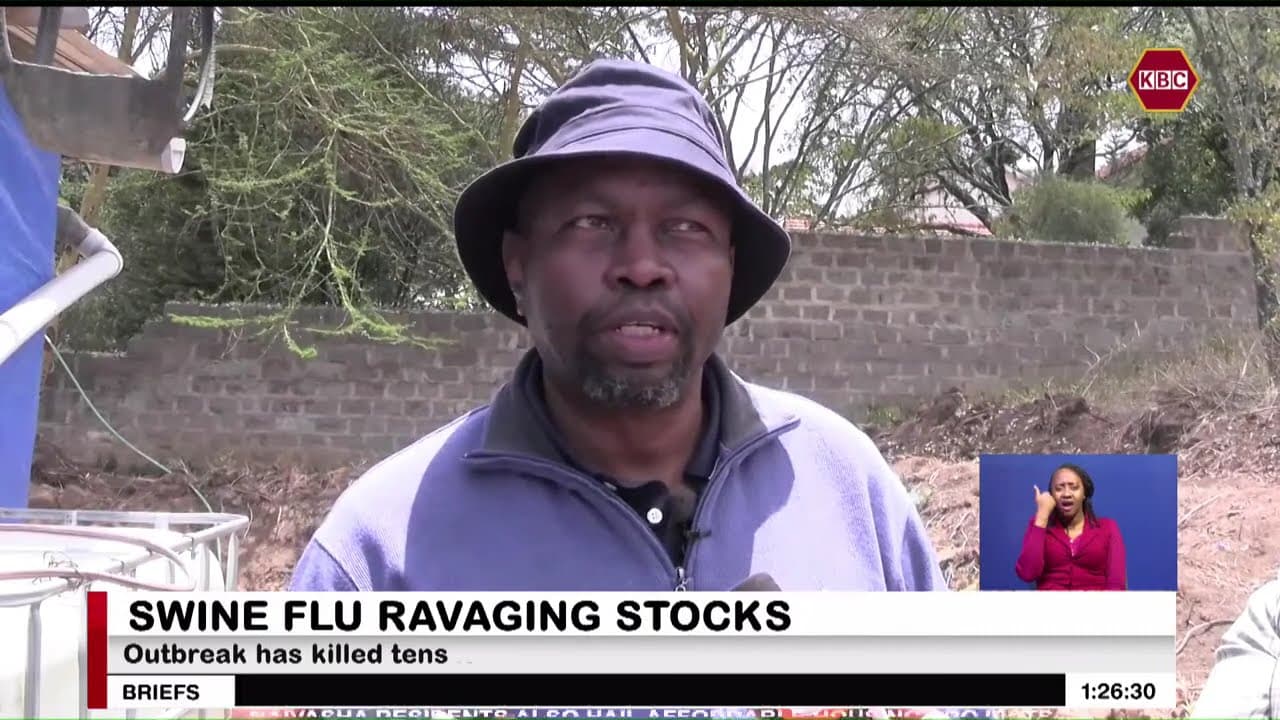 Pig farmers seek urgent action as Swine Flu outbreak causes millions in losses