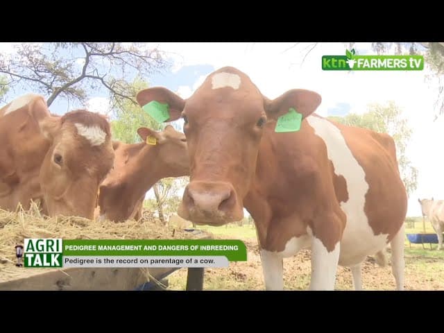 Dangers of inbreeding and pedigree management - Agritalk part 1