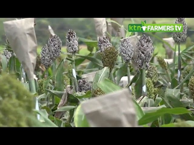 Dr. Carlo Fadda - Research Director for Biodiversity for Food and Agriculture
