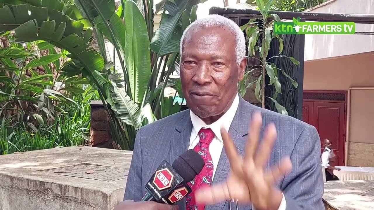 GMO Maize safe scientists ease fears