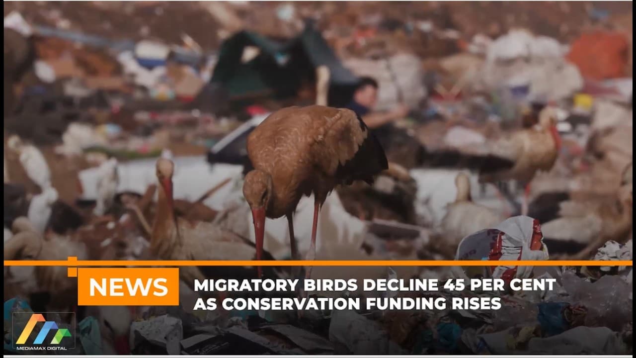 Migratory birds decline 45 per cent as conservation funding rises