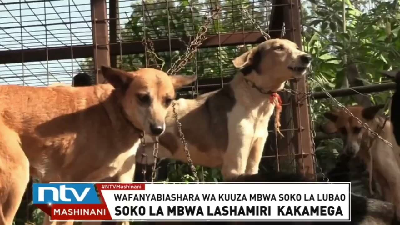 Kakamega: Biashara ya mbwa yashamiri katika soko la Lubao