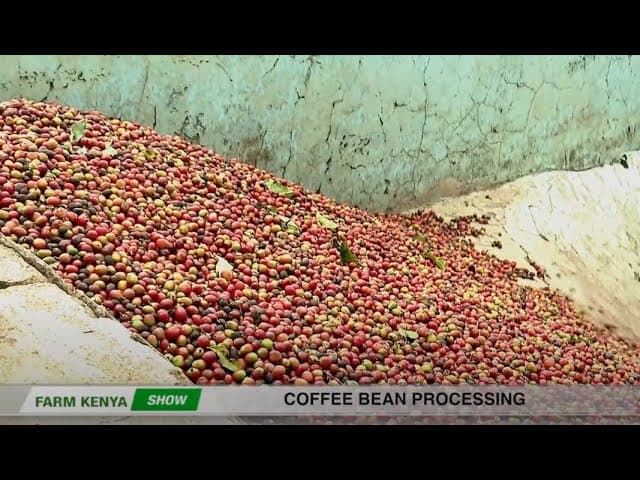 Coffee processing: What happens after harvesting coffee - FarmKenya