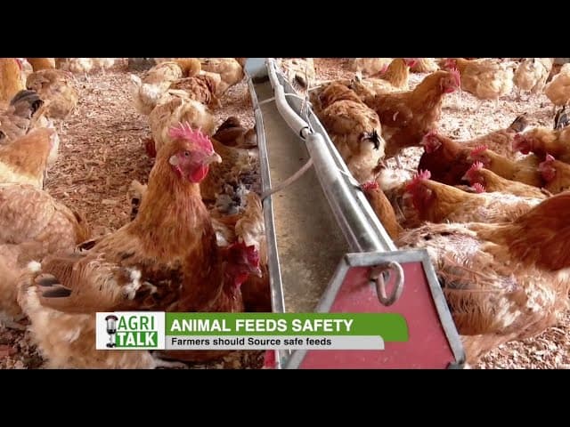 Quality feeds boosts animal production - Agri Talk |part 2|