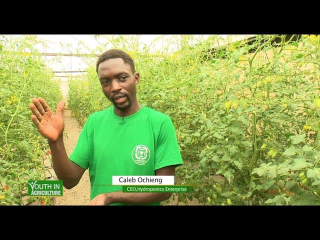 From humble beginnings to producing Cherry Tomatoes sustainably - Youth in Agriculture |part 2|
