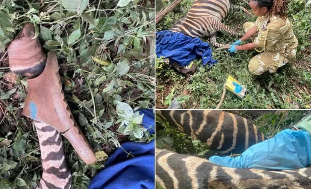 KWS rescues Zebra found with slipper stuck on its leg