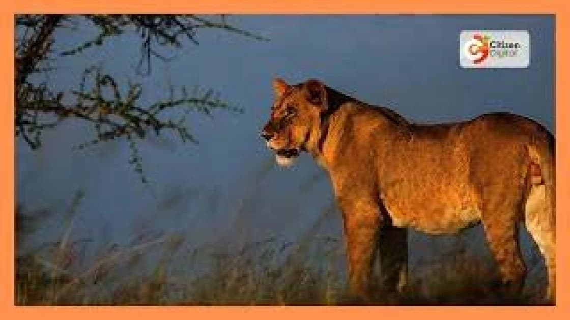 Ten lions die in suspected poisoning at Tanzania wildlife reserve