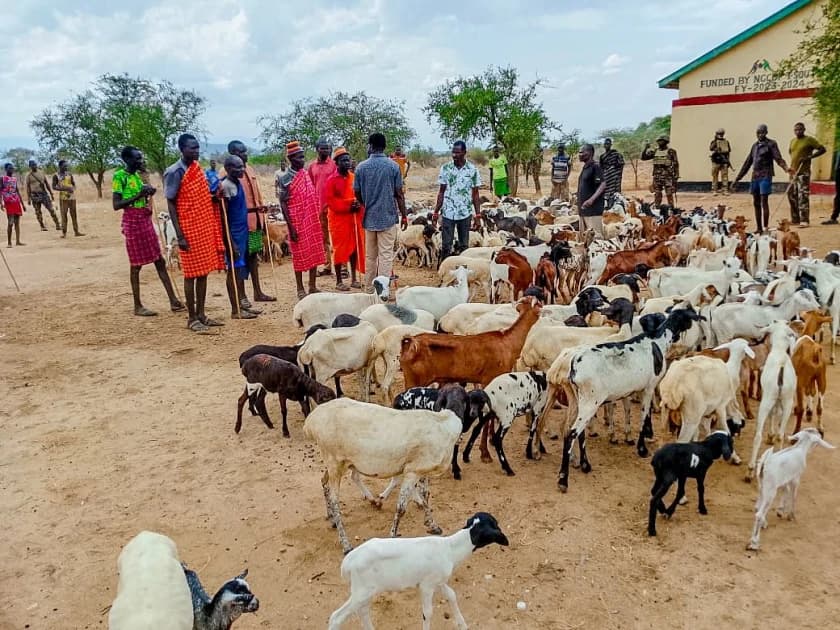 Police recover 445 stolen sheep and goats in Turkana operation