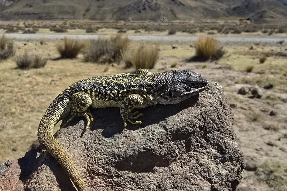 New lizard species discovered in Peru