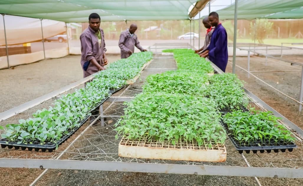 Kirinyaga farmers cut production costs as county seedlings centre boosts access to quality planting materials
