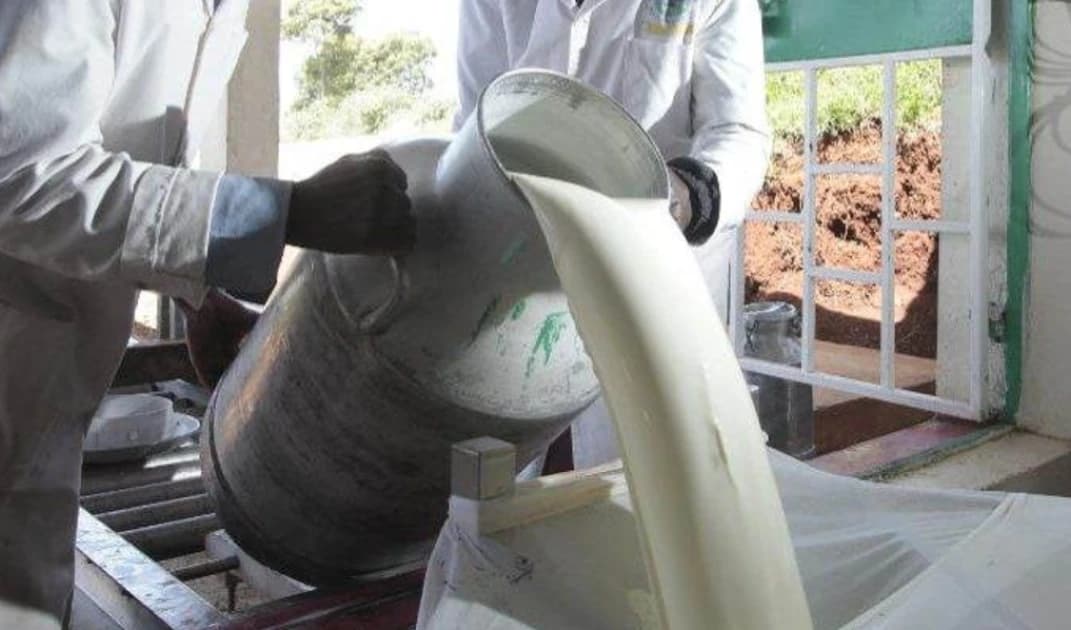 Milk shortage to persist for another month, Kenya Dairy Board warns