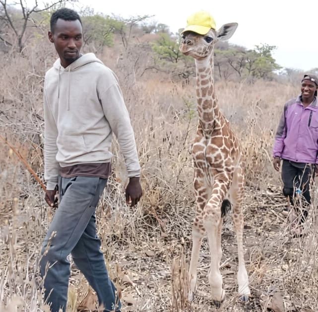 Video of Masaai herders guarding a motherless giraffe calf warms millions worldwide