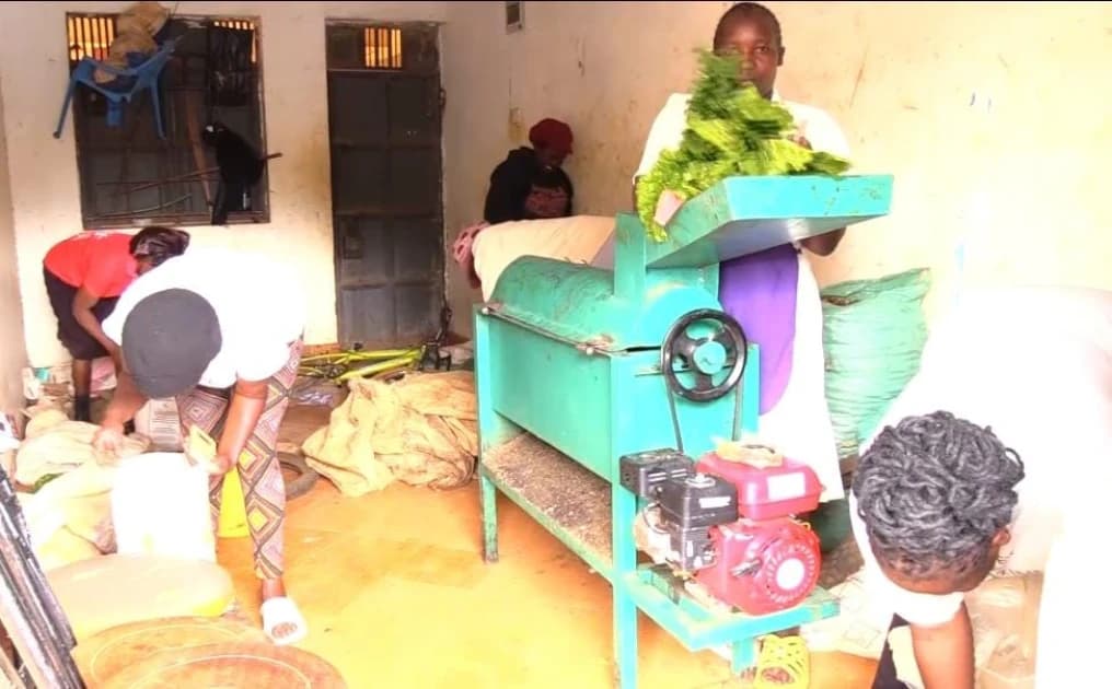 Kirinyaga: Small traders resort to hiding games to evade 'loan sharks' as debt balloons